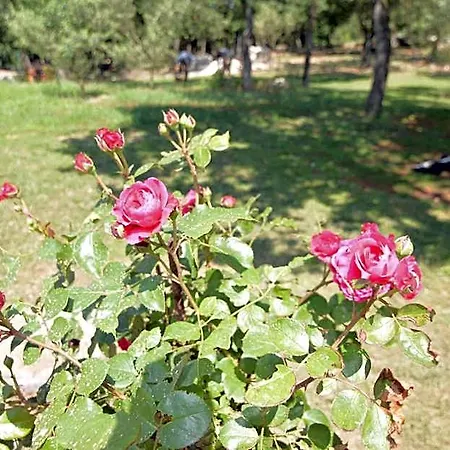 Natura Vilanija 乌马格